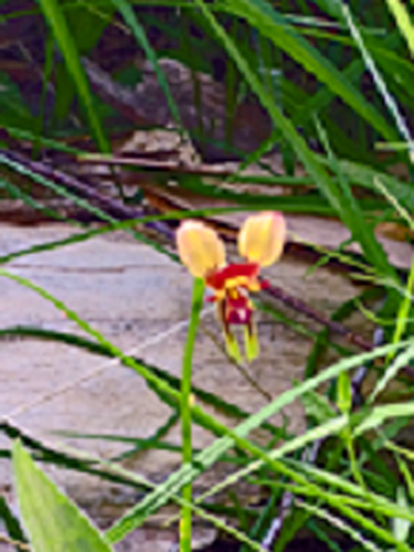 Donkey Orchid